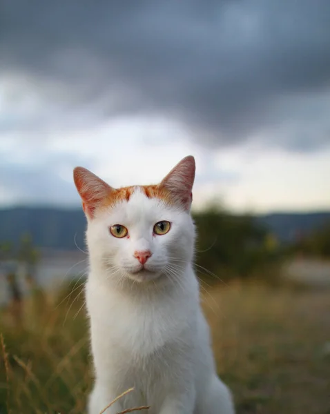 Beautiful cat red and white sitting on the beach against — Stock Photo, Image