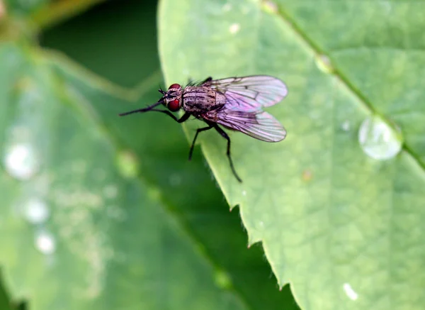 Fly фотографував закрити — стокове фото