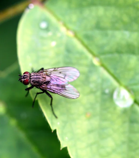 Fly photographed close — Stock Photo, Image