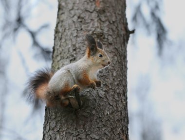 Ormancılık protein