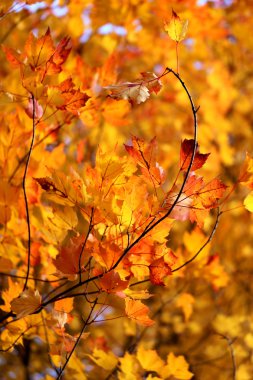 Sonbahar Yaprakları