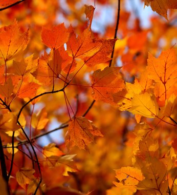 Sonbahar Yaprakları