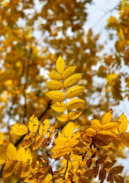 Autumn leaves — Stock Photo, Image