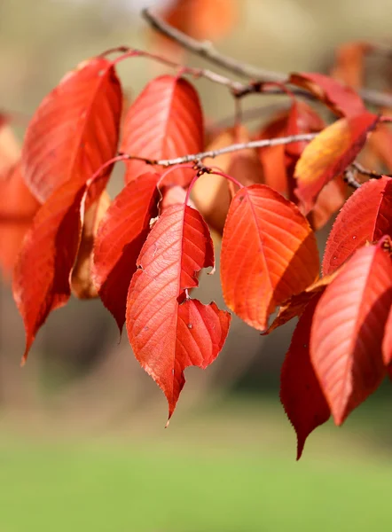 Feuilles d'automne — Photo