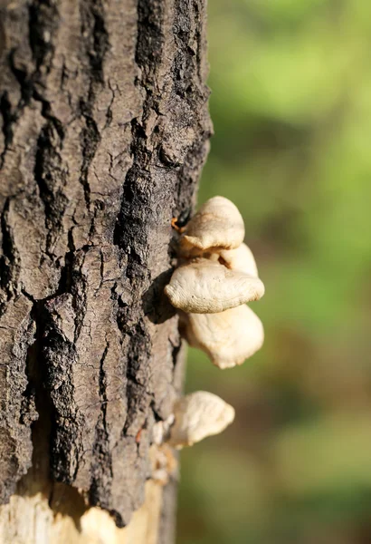 Tree with mushrooms — Stock Photo, Image