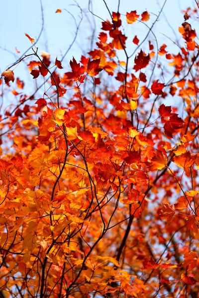 Autumn leaves — Stock Photo, Image