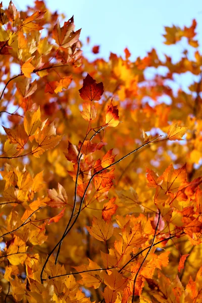 Autumn leaves — Stock Photo, Image