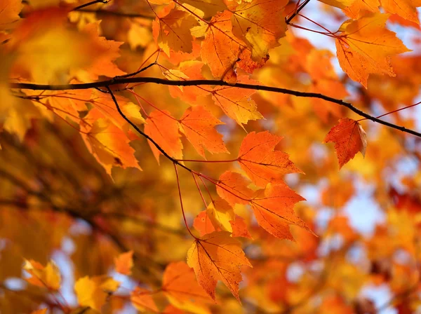 Autumn leaves — Stock Photo, Image