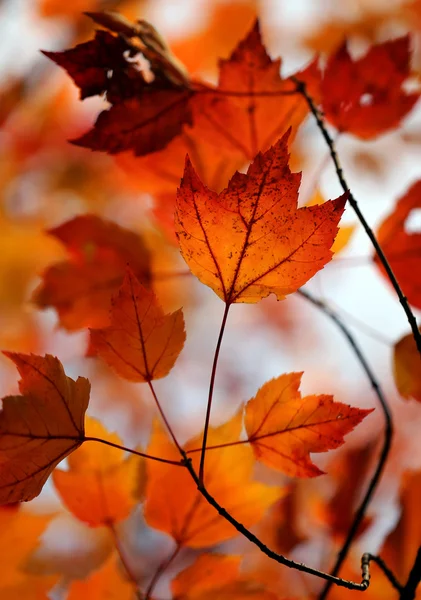 Autumn leaves — Stock Photo, Image