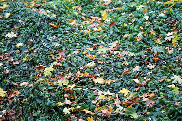 Herbstblätter — Stockfoto