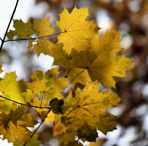 Autumn leaves — Stock Photo, Image