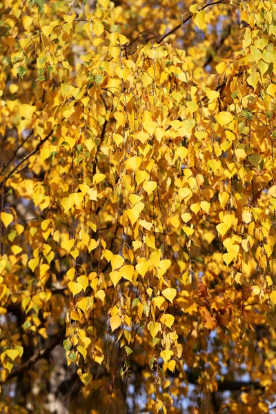 Birch leaves — Stock Photo, Image