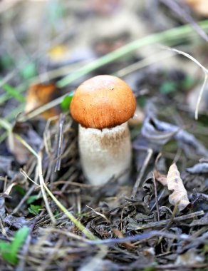 Turuncu-cap boletus mantar