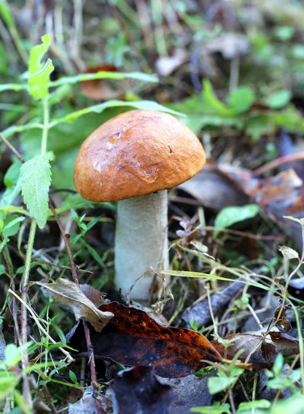 Orange-cap boletus mushroom — Stock Photo, Image