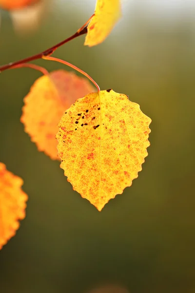 Autumn leaves — Stock Photo, Image