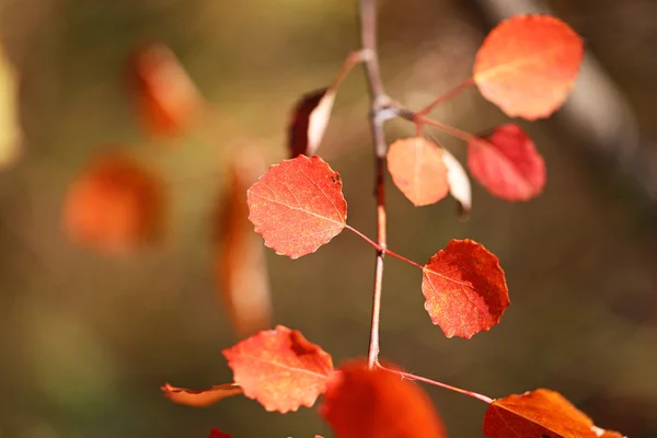 Autumn leaves — Stock Photo, Image