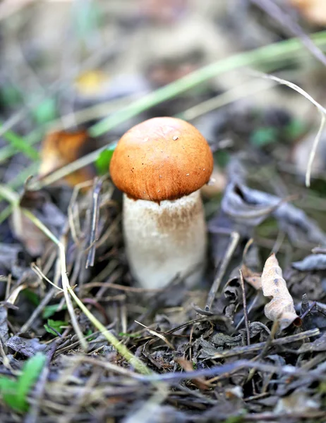 Orange-cap boletus mushroom — Stock Photo, Image