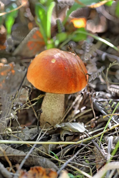 Orange-cap boletus mushroom — Stock Photo, Image