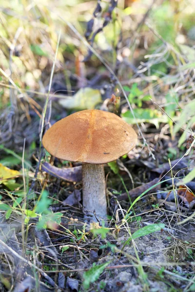 Beautiful mushroom boletus — Stock Photo, Image