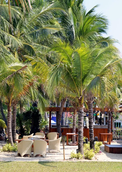 Hindistan cevizi ağacı