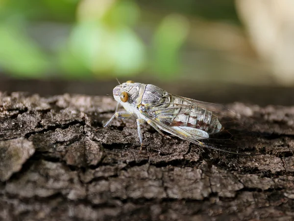 Великий cicada — стокове фото