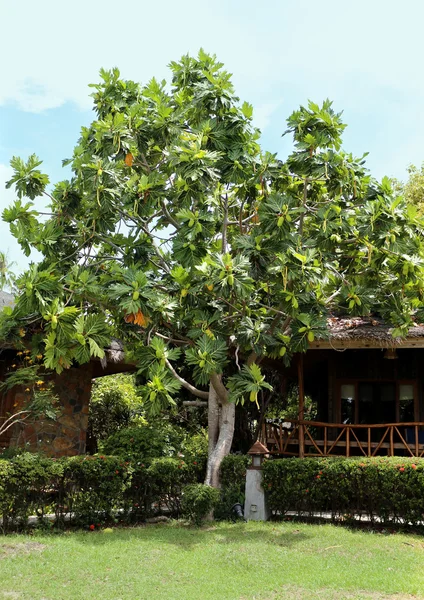 Тропическое дерево с большими зелеными фруктами — стоковое фото