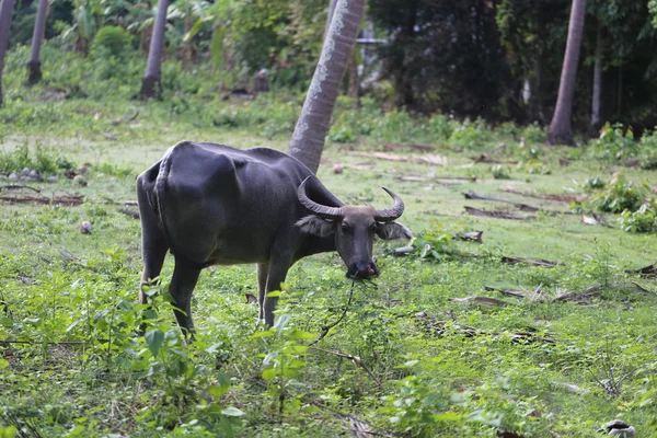 Thai black cow — Stock Photo, Image