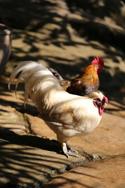 Белая курица петуху — стоковое фото