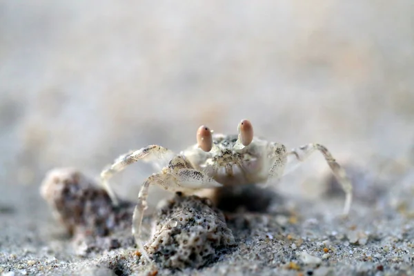 Small sea crab with yellow — Stock Photo, Image