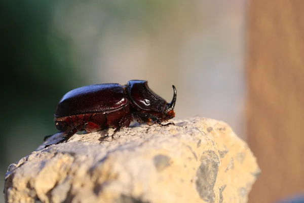 Güzel siyah böceği gergedan — Stok fotoğraf