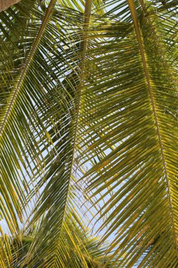 yeşil yaprak palmiye