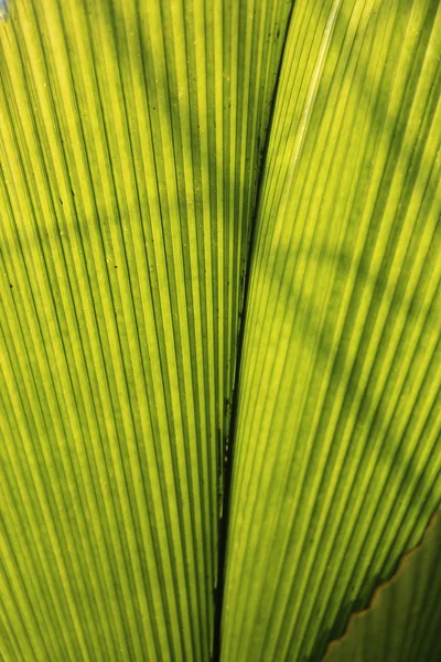 Groene bladpalm — Stockfoto