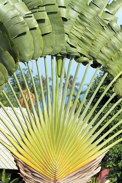 Hoja verde — Foto de Stock