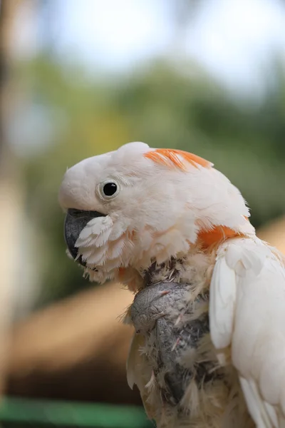Beautiful white cockatoo — Stock Photo, Image