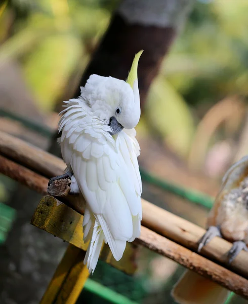 Beautiful white cockatoo — Stock Photo, Image