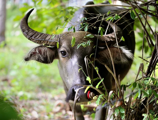 Mooie zwarte koe — Stockfoto