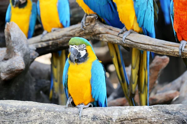 Big beautiful macaws — Stock Photo, Image