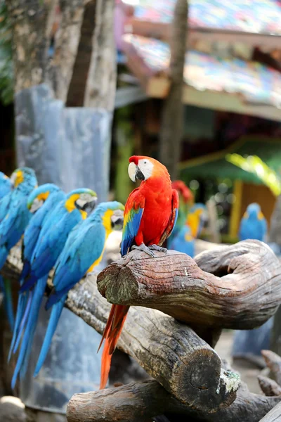 Big beautiful macaws — Stock Photo, Image