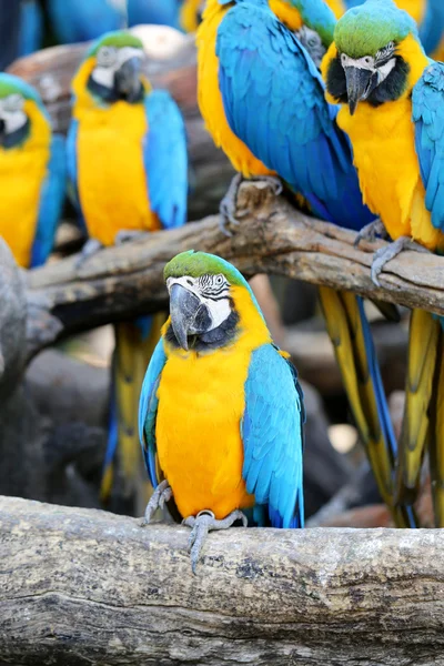 Big beautiful macaws — Stock Photo, Image