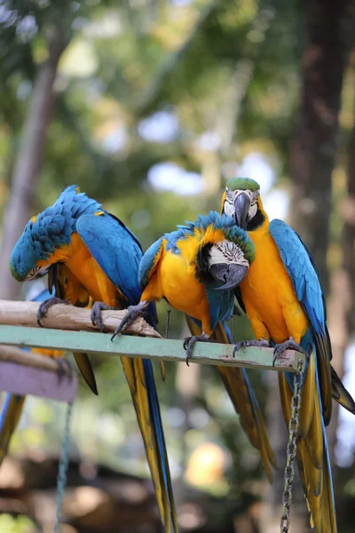Duże piękne papuga — Zdjęcie stockowe