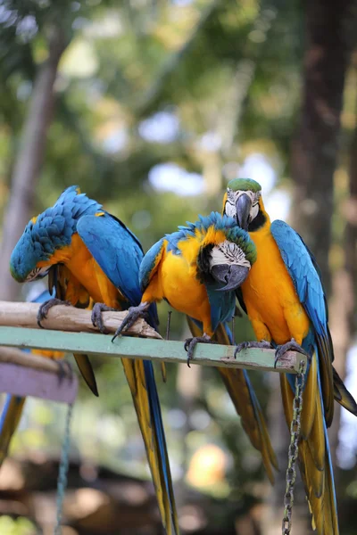 Guacamayos hermosos grandes —  Fotos de Stock