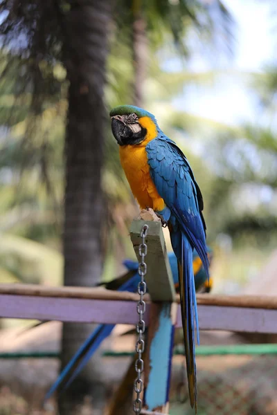 Big beautiful macaws — Stock Photo, Image