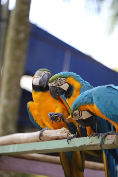 Macaws — Stock Photo, Image