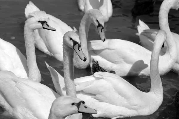 Witte Zwaan — Stockfoto