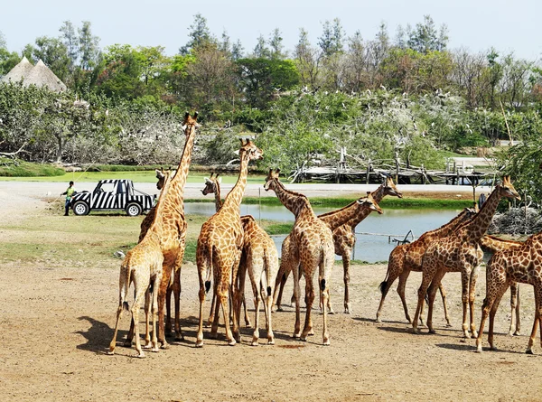 群的长颈鹿 — 图库照片