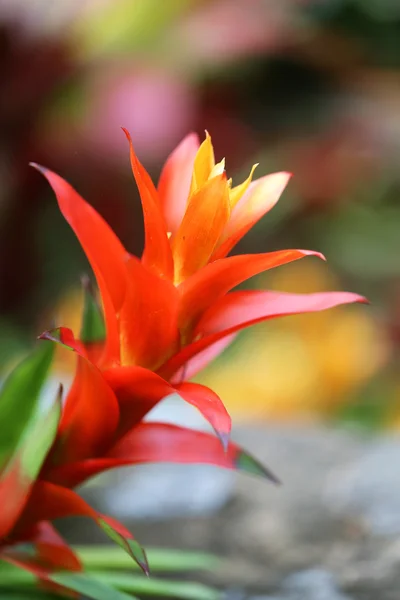 Hermosas flores — Foto de Stock