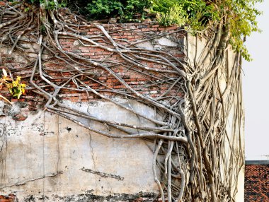 Bagaj görevlisi ve Ağaç kökleri