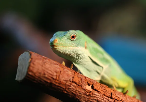 Zielony iguana — Zdjęcie stockowe