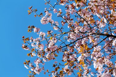 Ağaçtaki bahar çiçekleri 