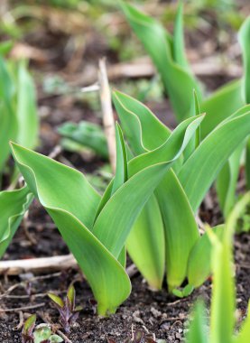 güzel çiçekler bahar  